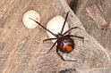 Latrodectus_hasselti_D3636_Z_90_Hamelin pool_Australie